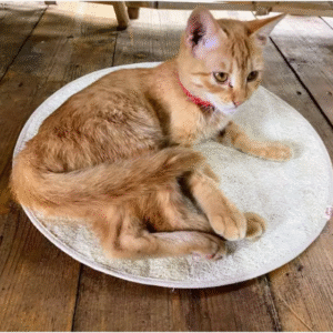 loofah pet mat: scratch, sleep & massage